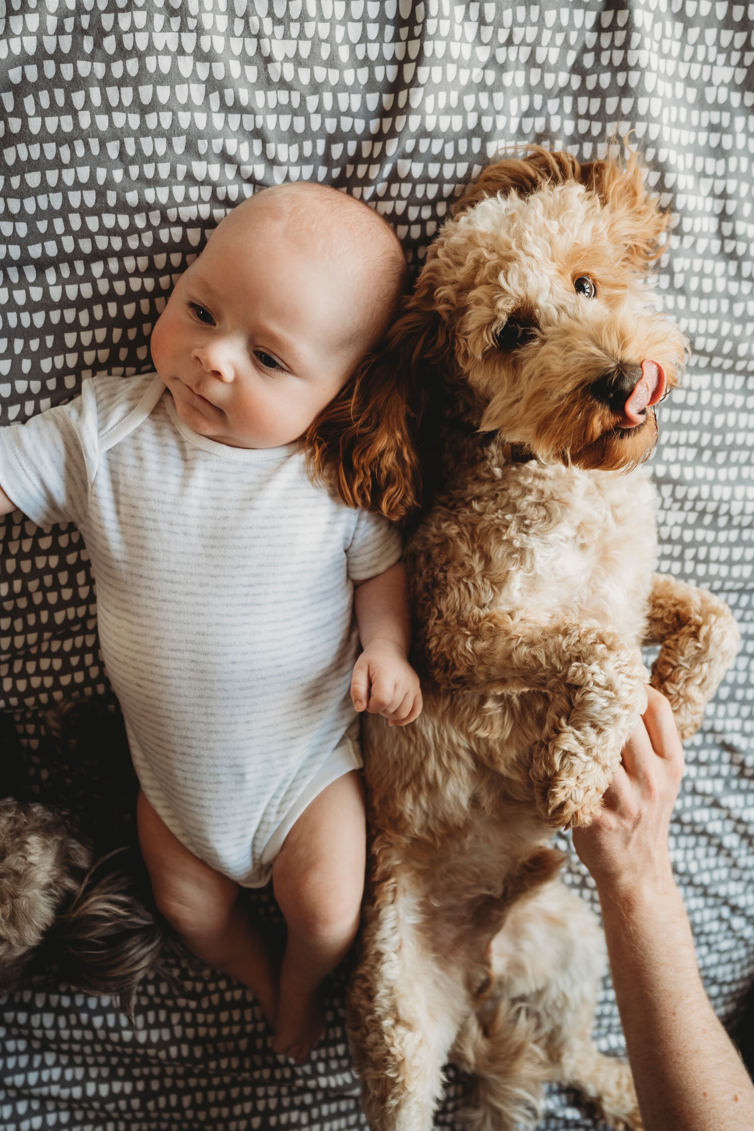 Baby in white onesie lying next to small brown dog on patterned blanket.