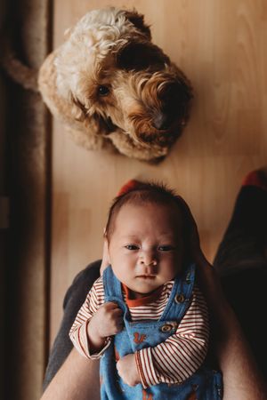 A goldendoodle dog looks down at a baby wearing striped shirt and blue overalls.