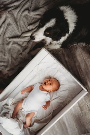 A Border Collie dog peers down at a baby lying in a white box.