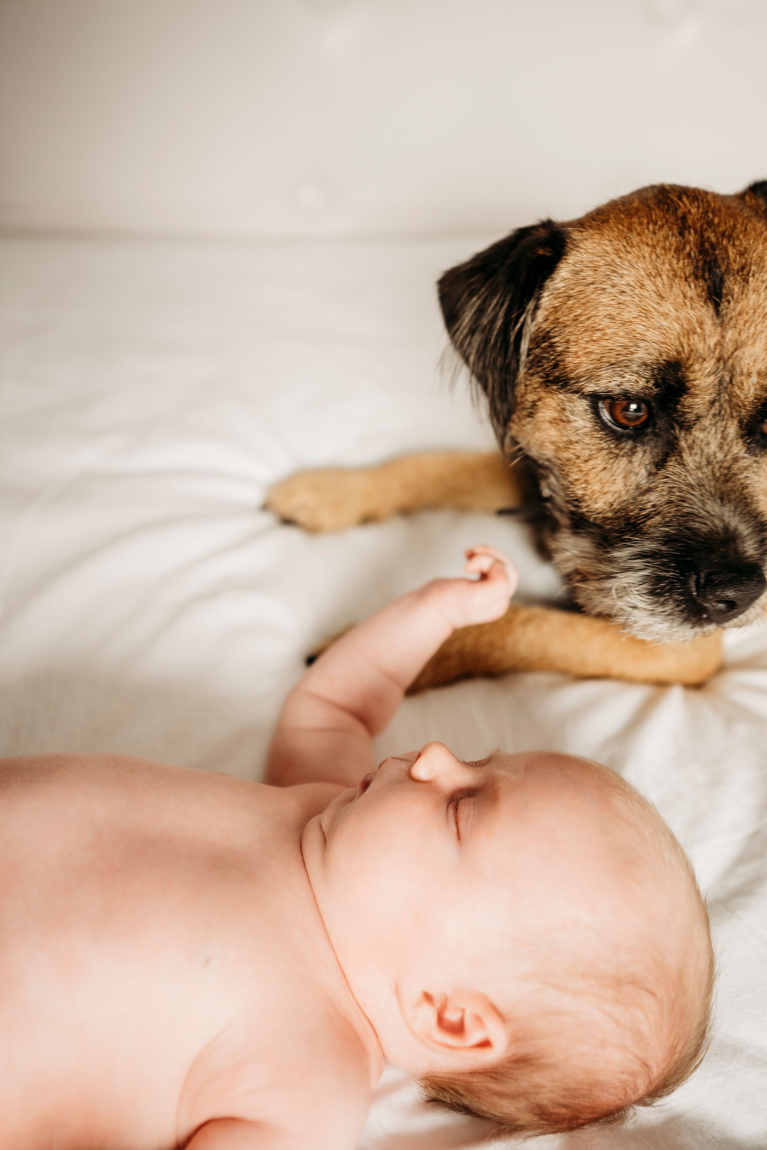 Sleeping baby rests next to alert border terrier mix dog on white bedding.