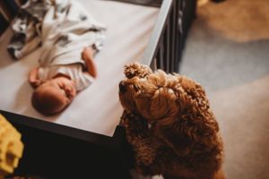 A close-up view of a curly-haired dog resting on a couch in warm indoor lighting.