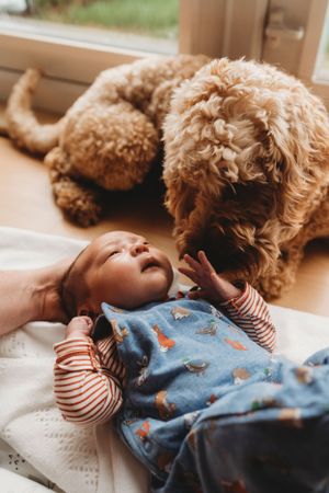 A fluffy goldendoodle dog curiously watches a baby in blue overalls laying on a blanket.