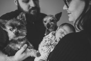 A black and white portrait of a family with their Yorkshire Terriers and sleeping infant.