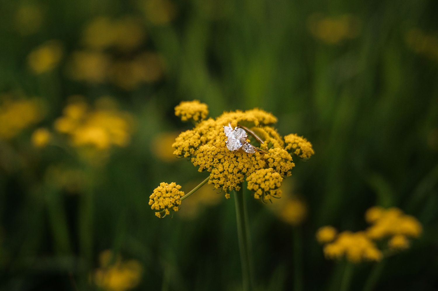 White butterfly resting on vibrant yellow wildflowers in a lush green meadow, captured with shallow depth of field.