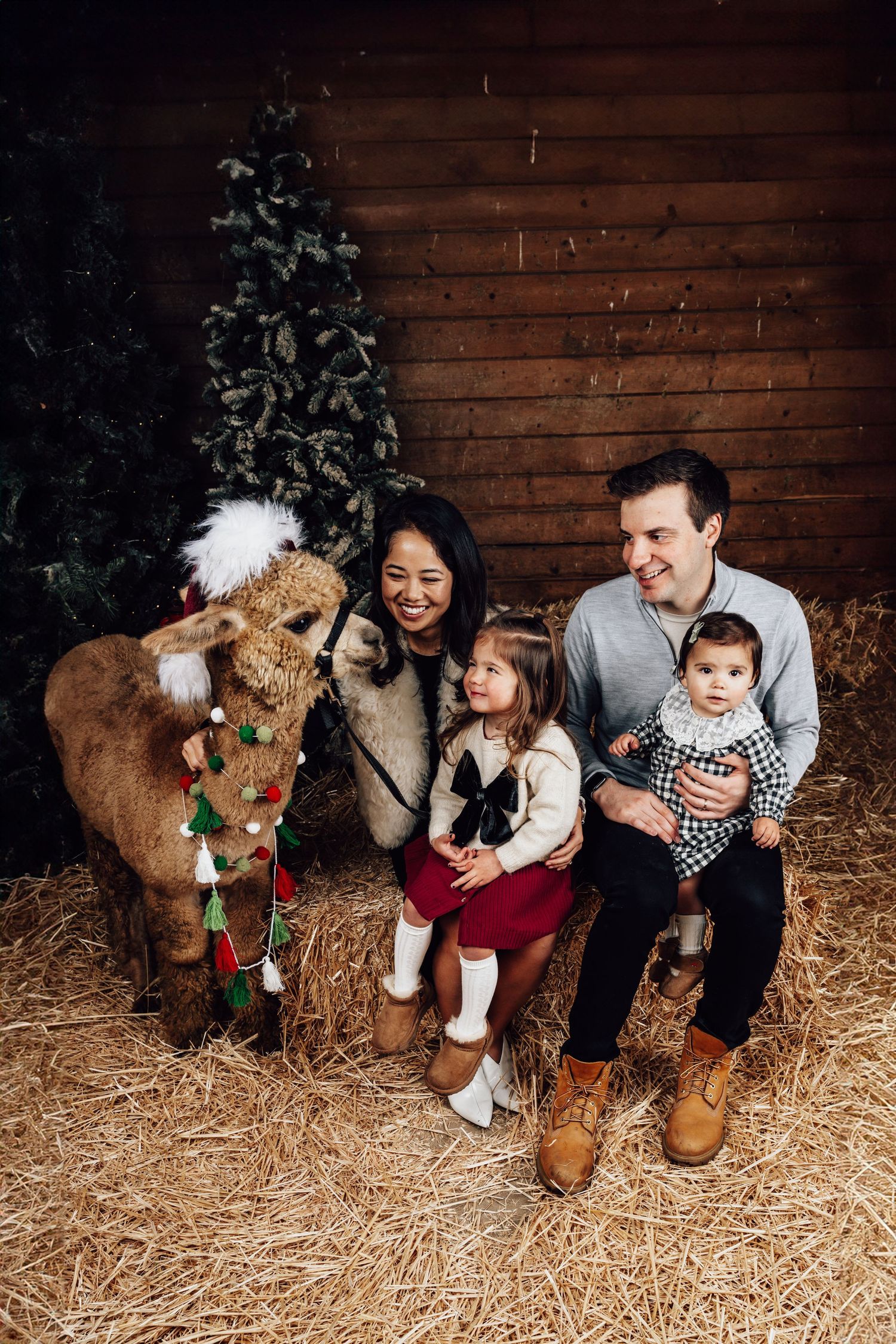 Family Christmas photo with alpaca in decorated barn, parents and two young children sitting on hay bales.