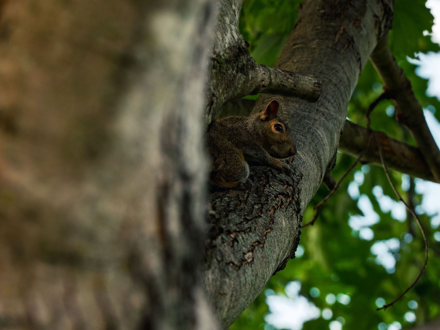 A gray squirrel presses low against a thick tree branch, watching the camera, framed by green leaves and dappled light in the canopy above