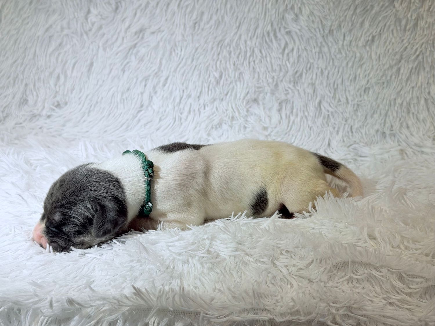 Newborn puppy with green collar sleeping peacefully on white fluffy blanket, black and white fur markings.