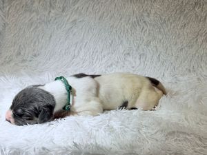 Newborn puppy with green collar sleeping peacefully on white fluffy blanket, black and white fur markings.