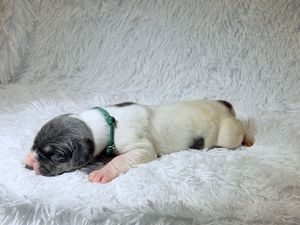 Newborn puppy with green collar sleeping on white fluffy blanket, white and gray fur, eyes closed.