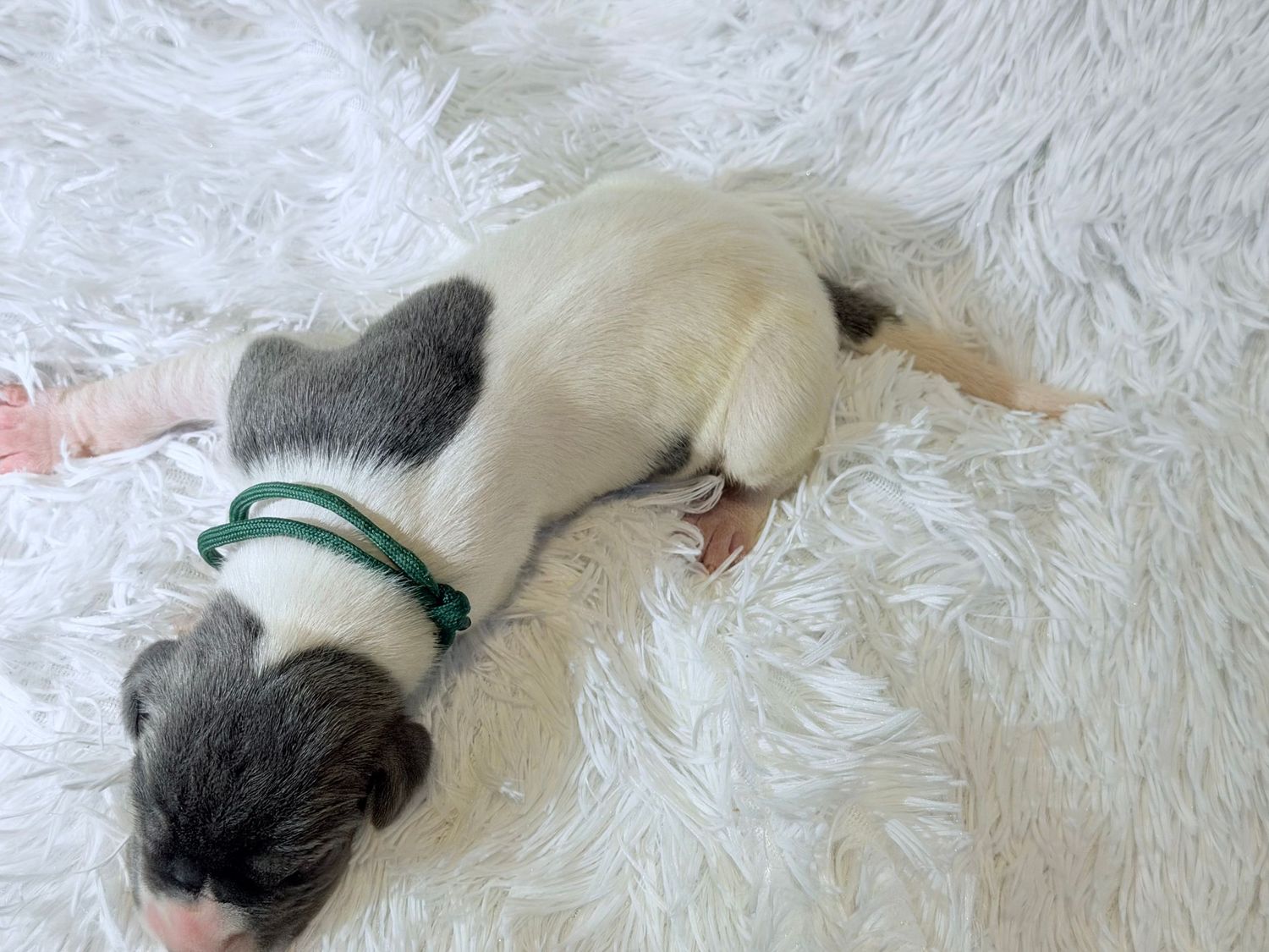 Newborn puppy with green collar lying on white fluffy blanket, black and white markings, eyes still closed.