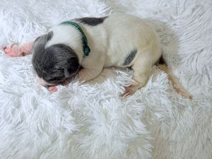 Newborn black and white puppy sleeping on a fluffy white carpet wearing a tiny green collar.