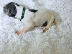 A small puppy with green collar sleeping on a fluffy white rug, showing its spotted fur pattern.
