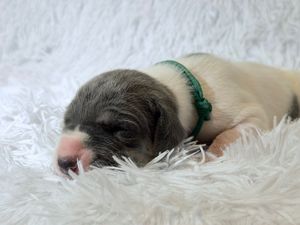 A tiny newborn puppy with gray and white fur wearing a green collar rests on a fluffy white blanket.