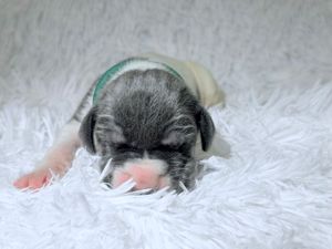 Newborn puppy with gray and white fur sleeping on a fluffy white blanket wearing a tiny green collar.