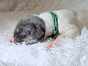Newborn puppy with gray and white fur sleeping on a fluffy white blanket wearing a green collar.