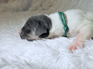 Newborn puppy with gray and white markings sleeping on fluffy white blanket wearing a green collar.