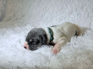 Newborn puppy with teal collar sleeping peacefully on a white fluffy blanket.