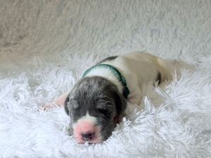 Tiny newborn puppy with gray and white coat lying on soft white blanket with a green collar.
