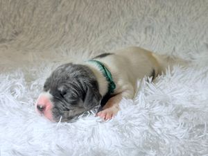 Newborn puppy with green collar resting on fluffy white blanket, blue merle and white coloring.