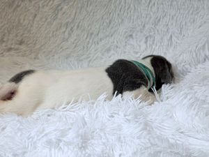 Tiny newborn puppy with black and white markings sleeping on a fluffy white blanket wearing a small green collar.
