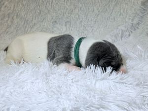 Newborn puppy with gray and white markings sleeping on a fluffy white blanket wearing a green collar.