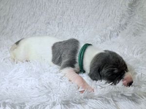 Newborn puppy with gray and white markings sleeping on a fluffy white blanket wearing a green collar.