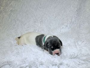 Newborn black and white puppy sleeping on a fluffy white blanket wearing a tiny teal collar.