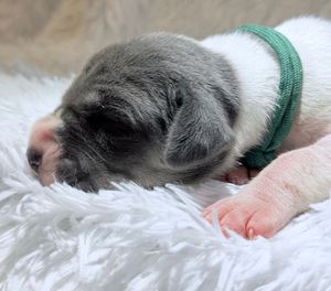 Newborn gray and white puppy sleeping on fluffy white blanket wearing a green collar.