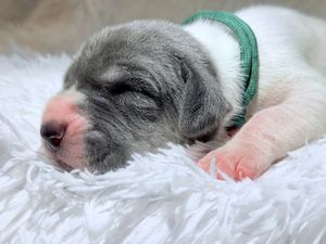 Newborn gray and white puppy sleeping on fluffy white blanket wearing a green collar.