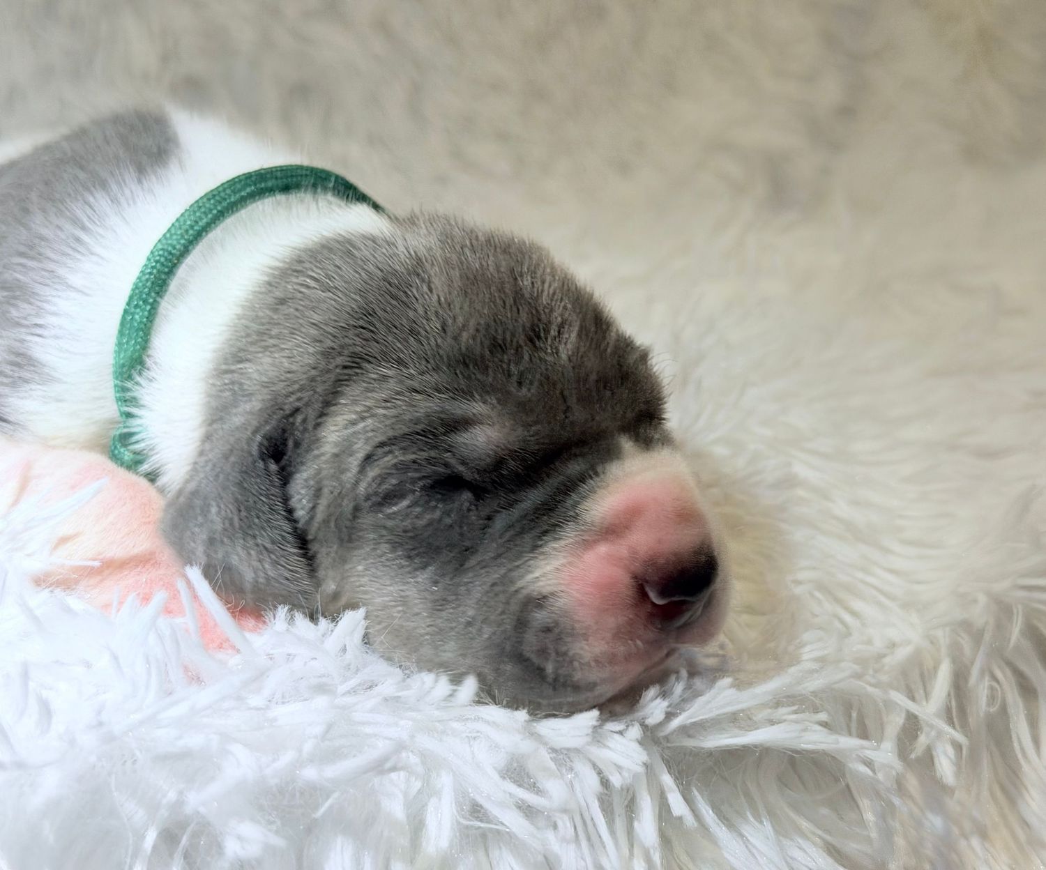 Newborn gray and white puppy sleeping peacefully on fluffy white blanket wearing a green collar.