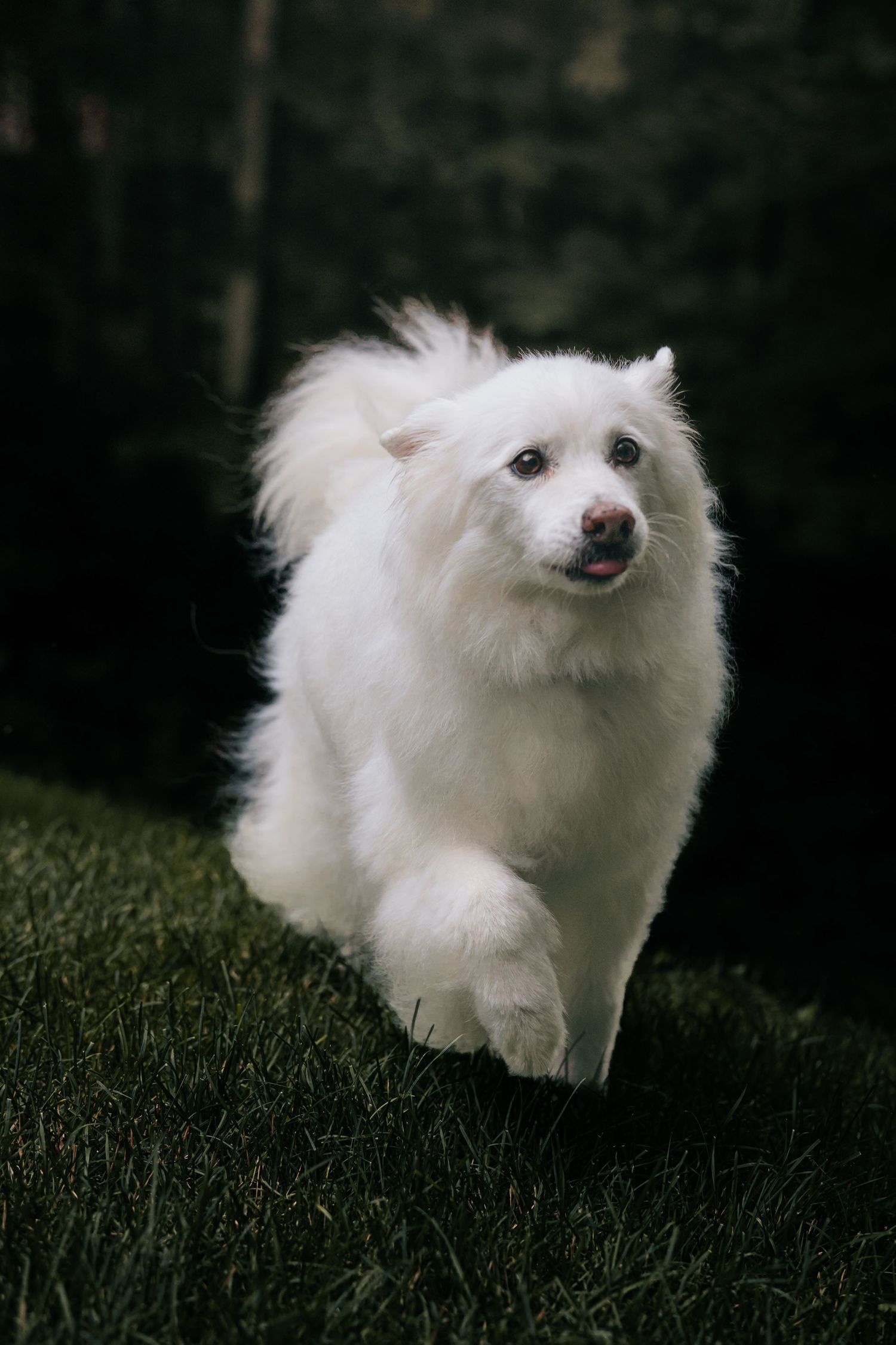 A fluffy white dog runs joyfully across green grass with a dark forest background.