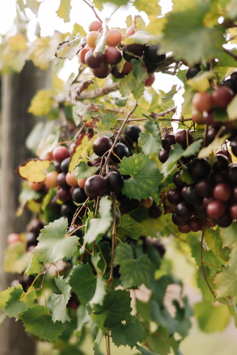 Clusters of ripe dark purple grapes hanging on a lush green vineyard vine.
