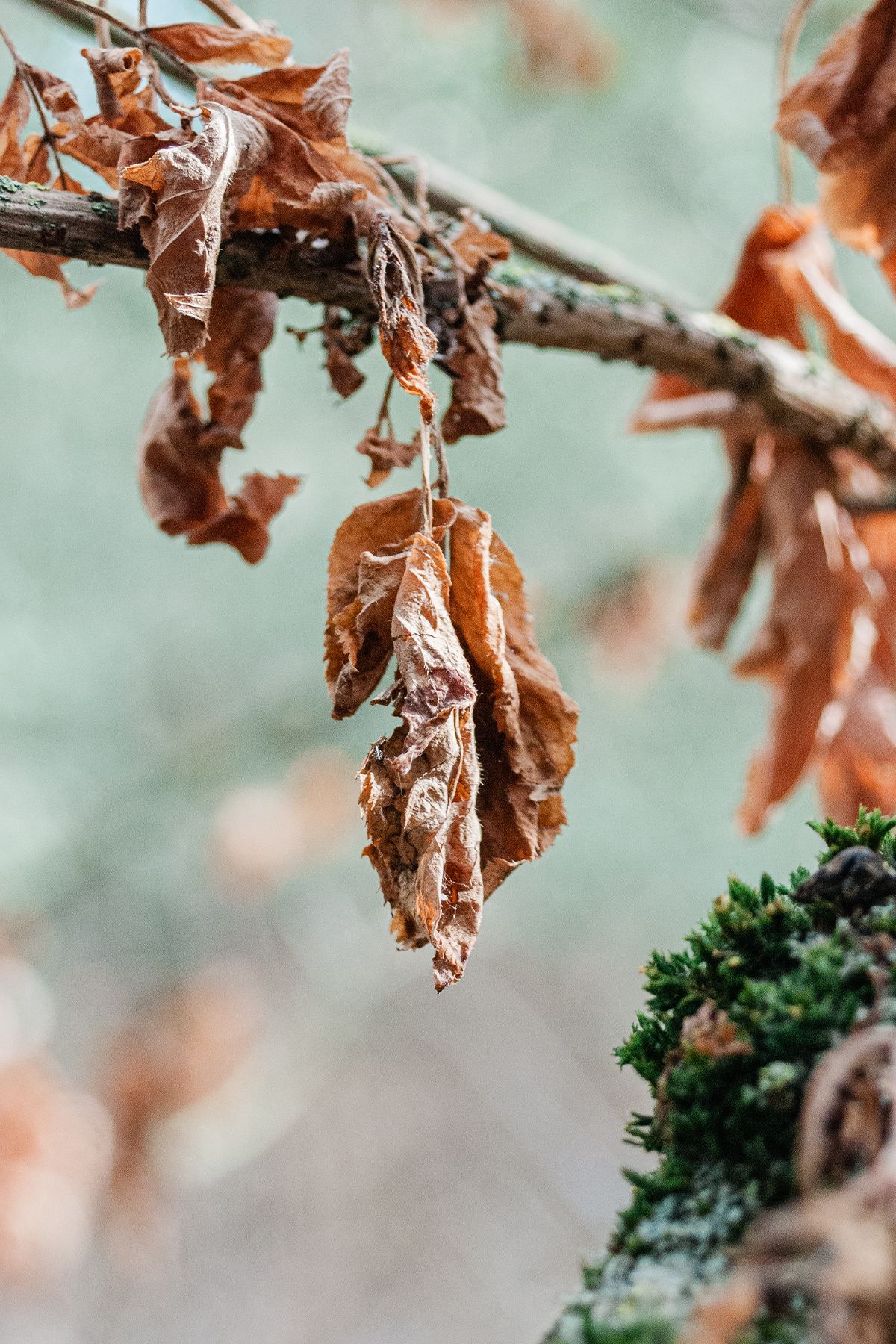 Dried brown autumn leaves hanging from a bare Elder tree branch with green moss, shallow depth of field.  Toll of UK Drought.