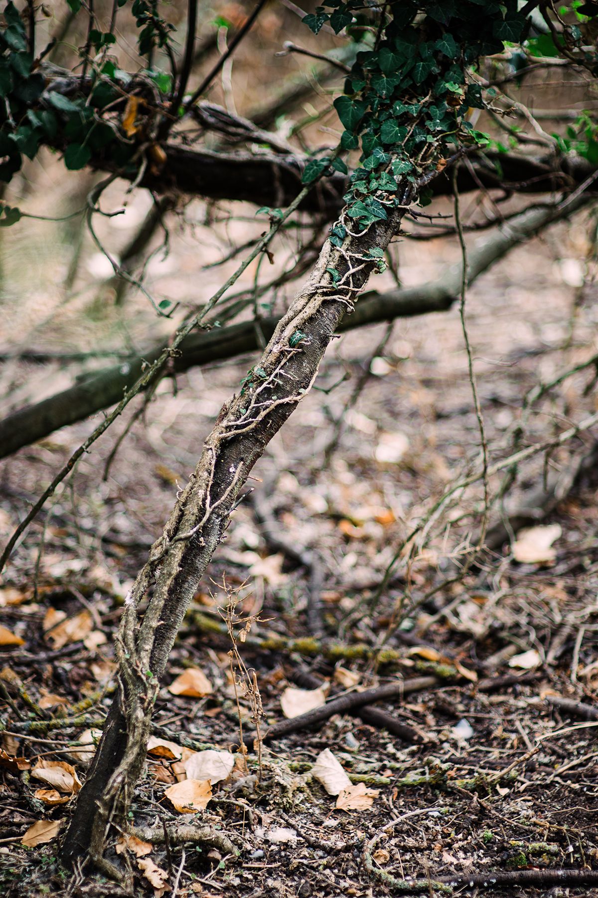 A gnarled tree branch wrapped in ivy vines in a forest floor covered with fallen autumn leaves.  As a result of deer over browsing.