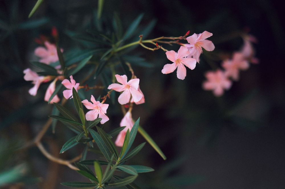 Delicate pink oleander flowers bloom on green branches against a dark bokeh background.