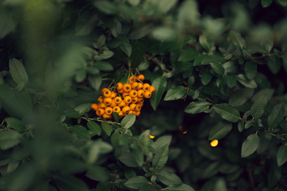 Clusters of bright orange pyracantha berries growing among dark green leaves.