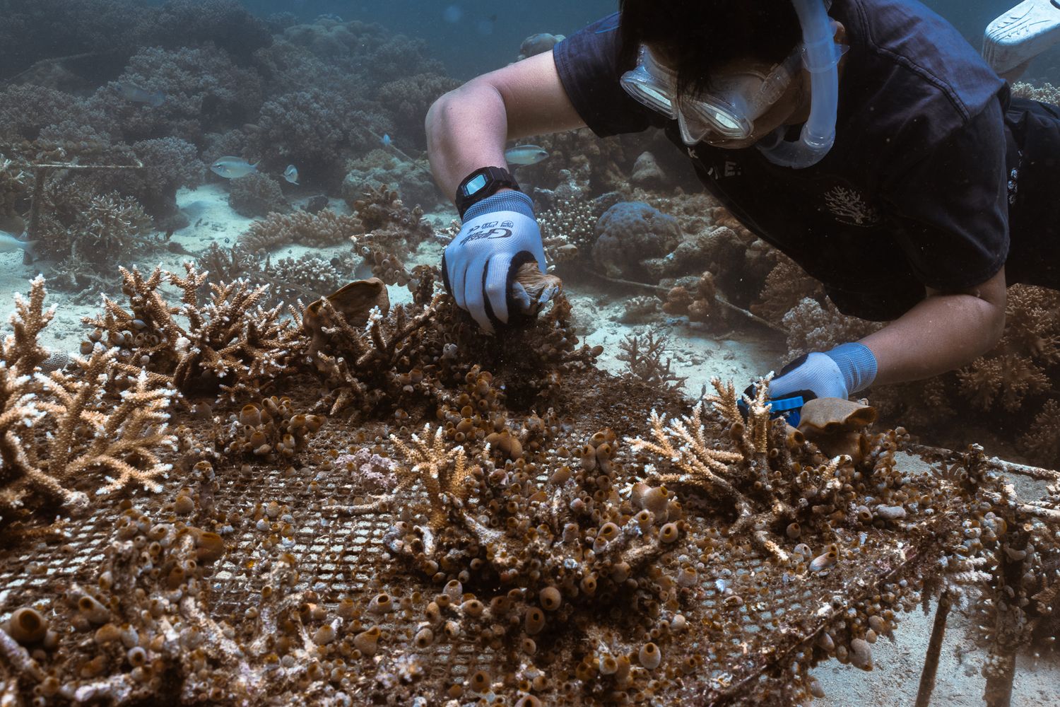 A scuba diver carefully tending to coral fragments on an underwater coral nursery restoration grid.