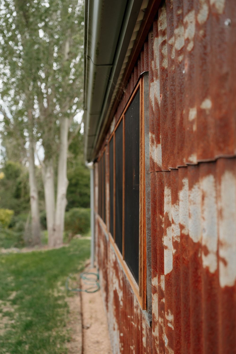 Rusty corrugated iron shed wall with peeling red paint, black mesh windows, and tall white-trunked trees in background.  Clifton Woolshed