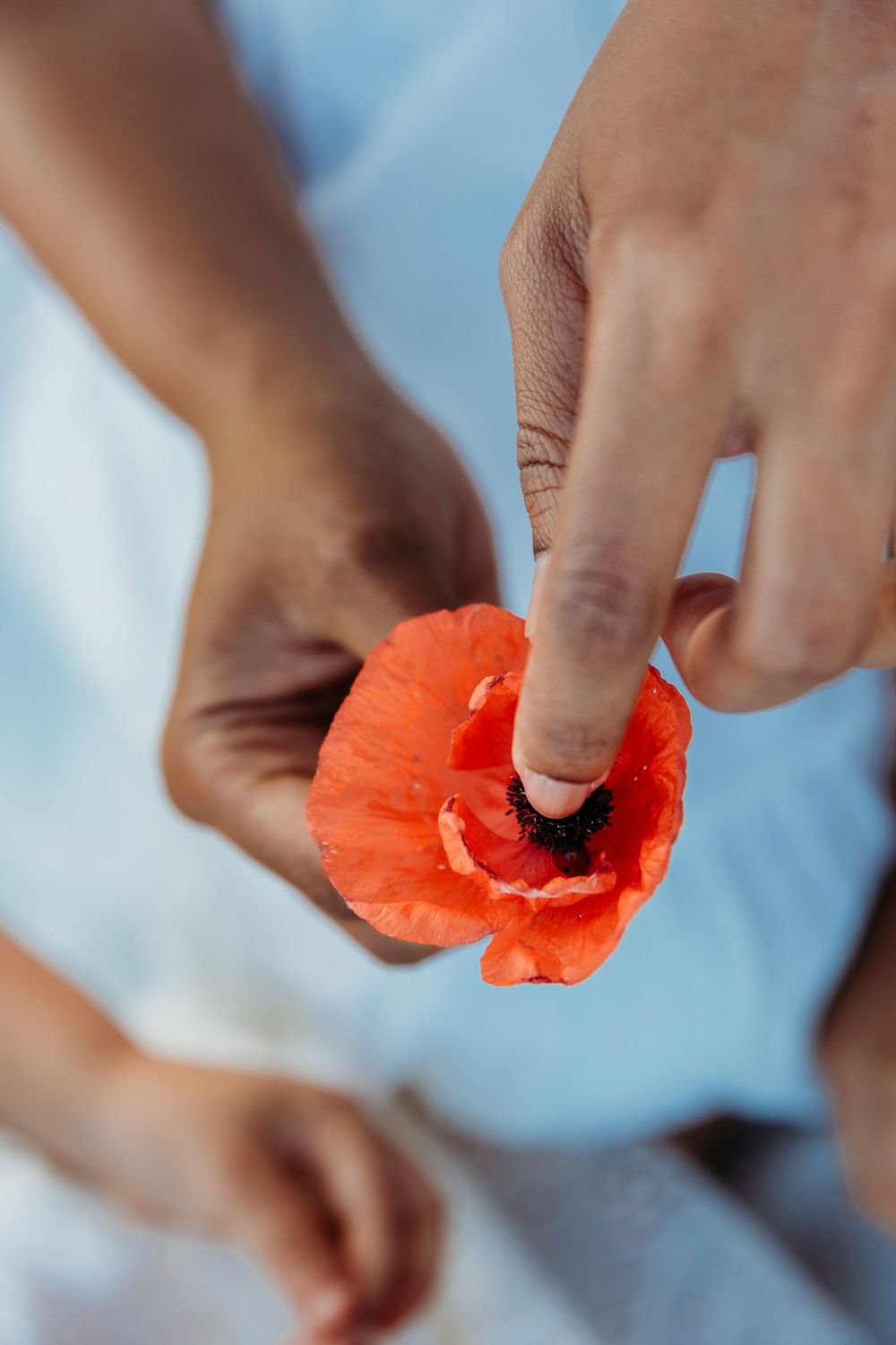 Close-up of hands holding a vibrant red poppy flower, with one finger touching the dark center.
