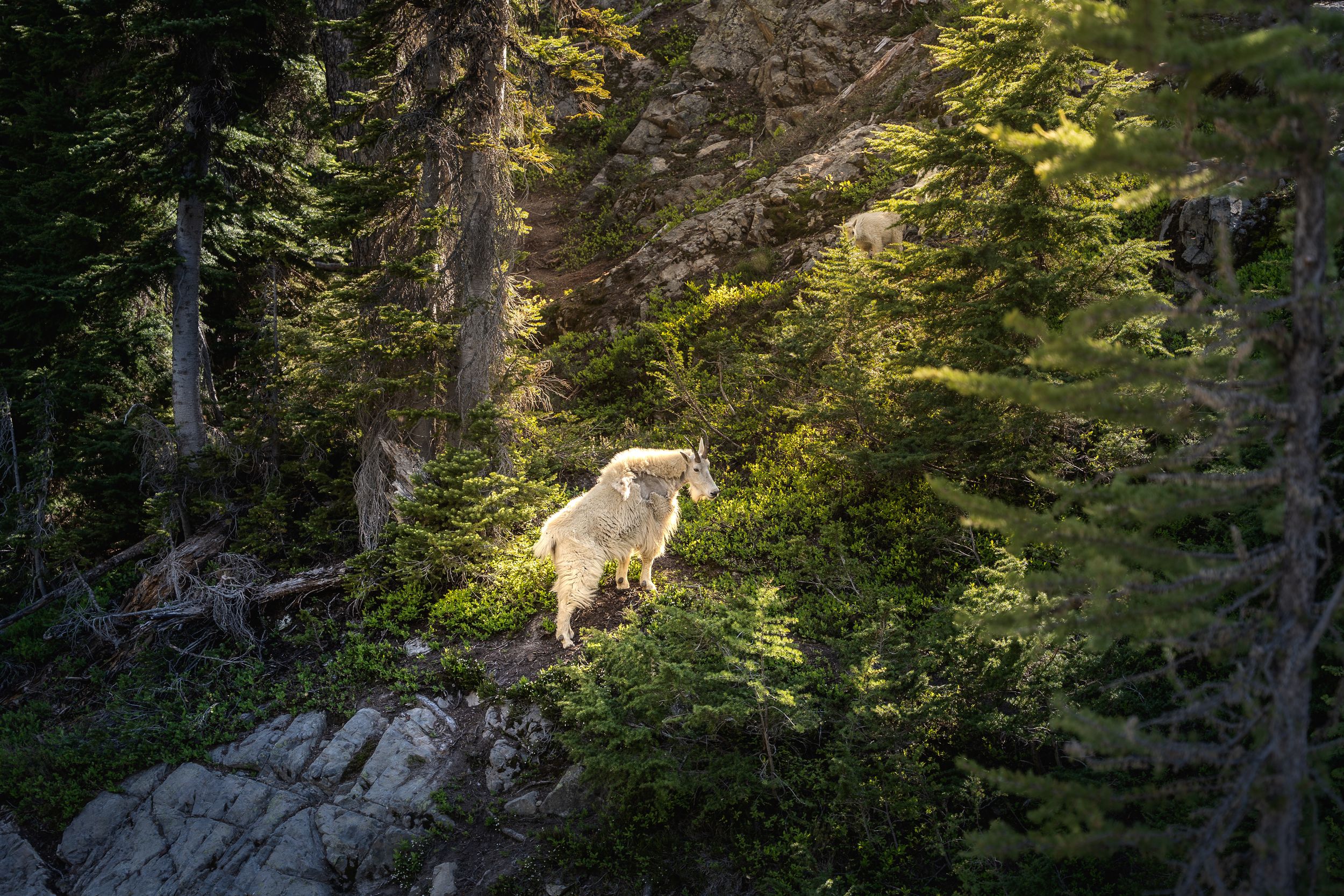 A mountain goat stands on rocky terrain surrounded by tall evergreen trees in a sunlit forest.
