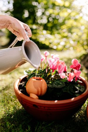 Une main verse de l'eau avec une carafe dans l'ollas Potterie Lutton dans un jardin fleuri
