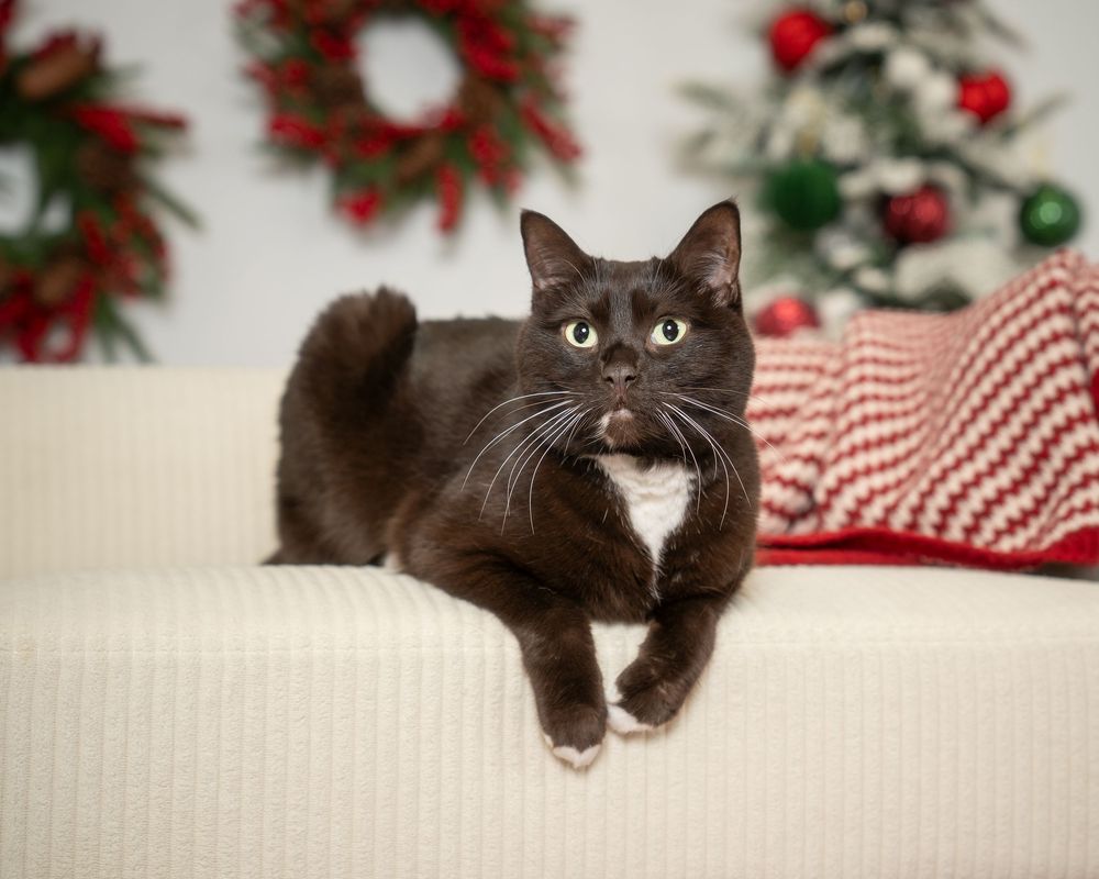 Black and white tuxedo cat posing on a cream sofa with Christmas wreaths and tree in the background.
