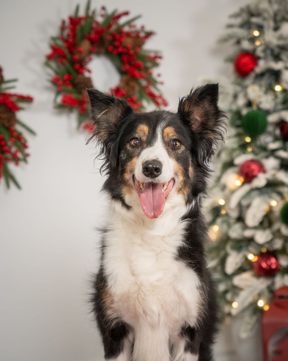 A happy tricolor Border Collie poses in front of a Christmas tree and holiday wreath with red berries.