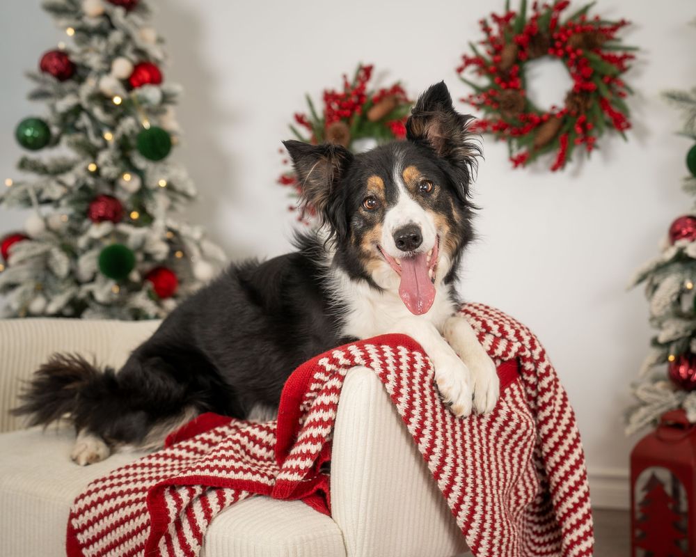 A happy Border Collie dog wearing a Christmas headband lounges on a sofa with a red blanket near a decorated holiday tree.
