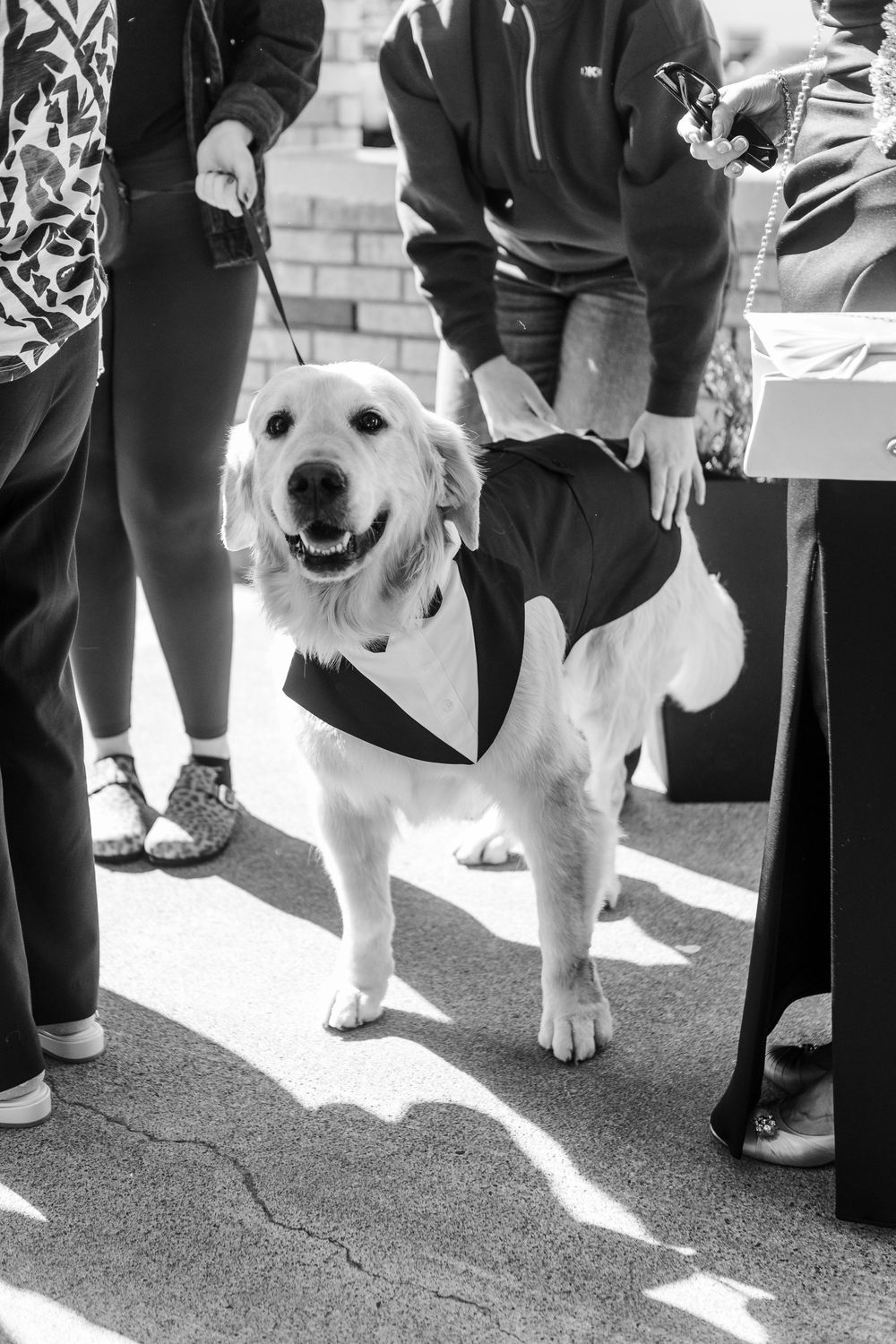 Black and white photo of a happy golden retriever wearing a tuxedo jacket on a leash surrounded by people.