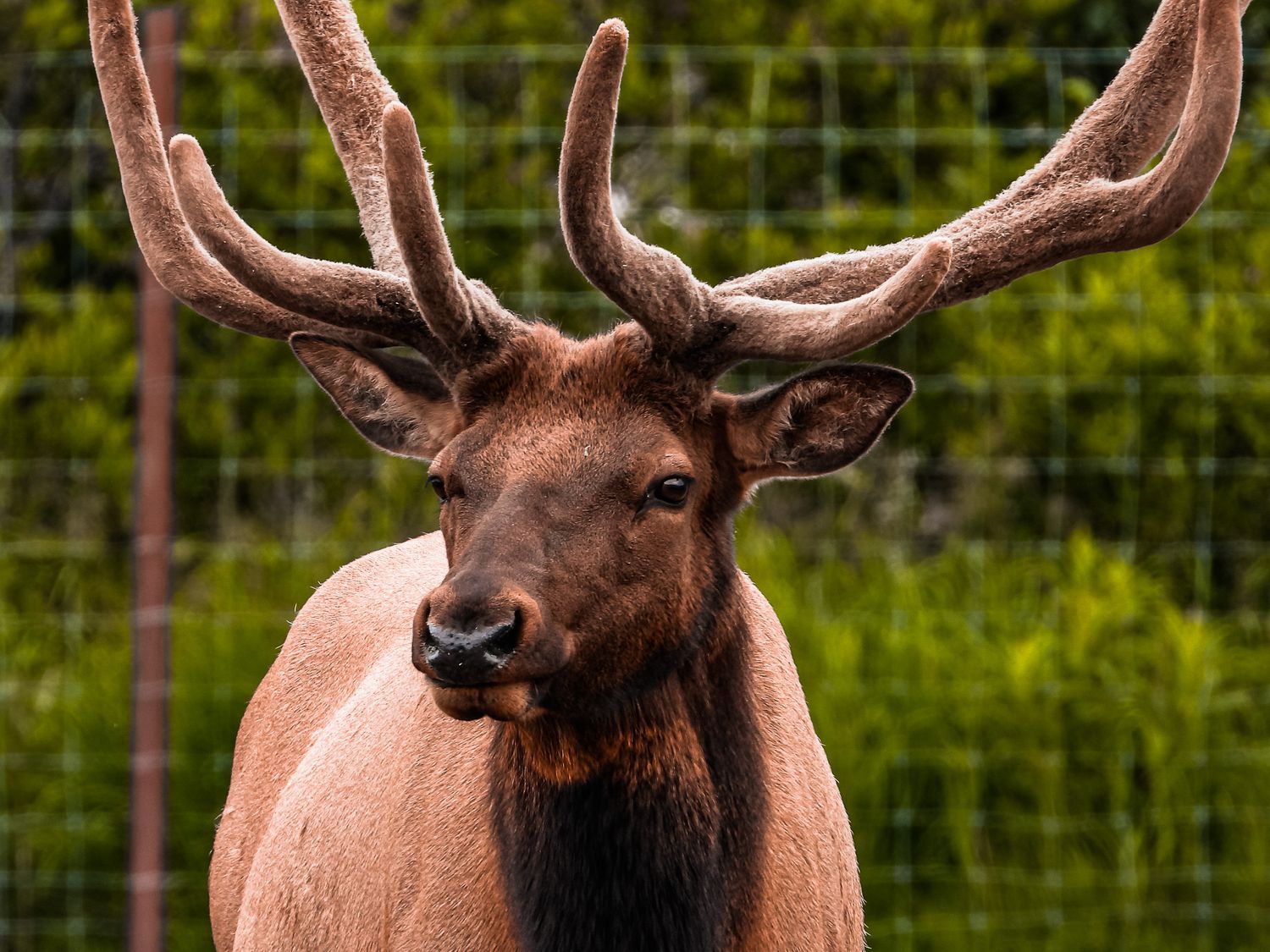Large bull elk with velvet-covered antlers stands facing the camera in front of a wire fence and green foliage.