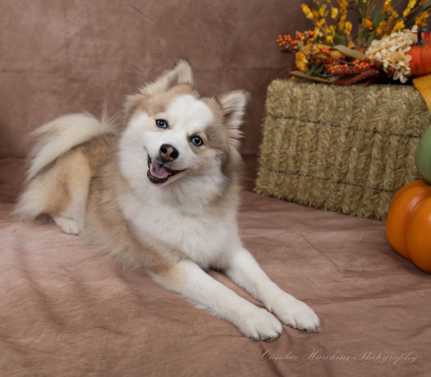 Smiling fluffy tan and white dog lies on a brown backdrop next to a hay bale and pumpkins in an autumn portrait.