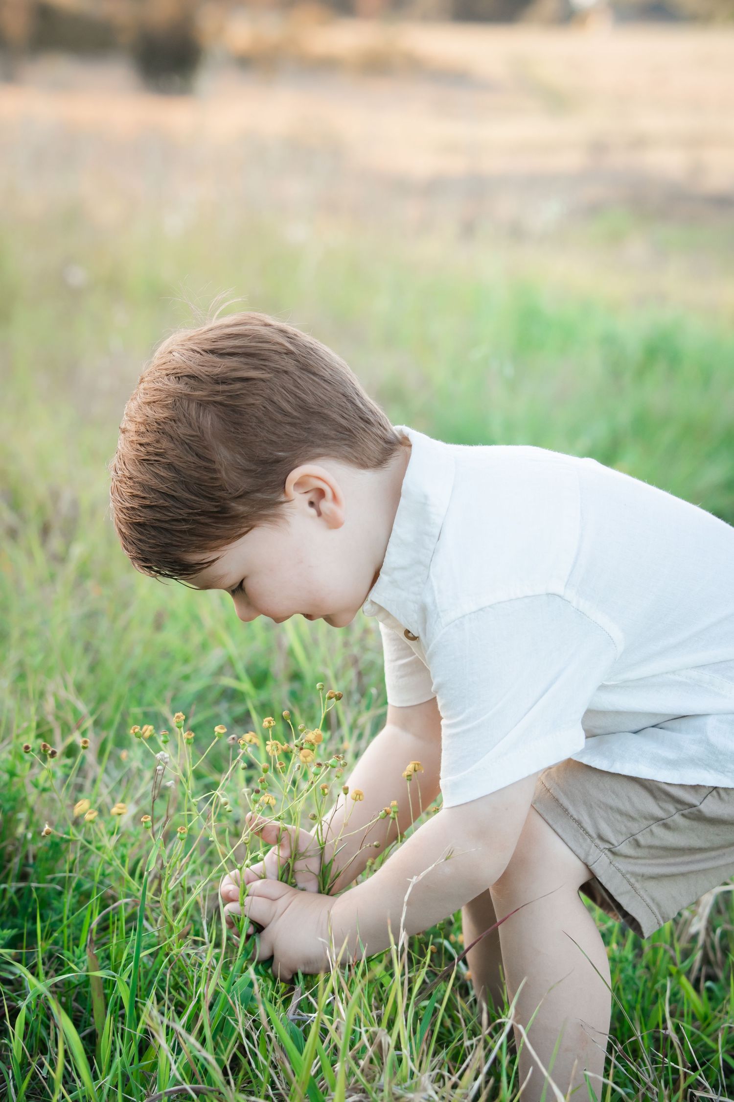 Young boy in white shirt kneeling in green field at Rouse Hill Regional Park, carefully picking small yellow wildflowers outdoors.
