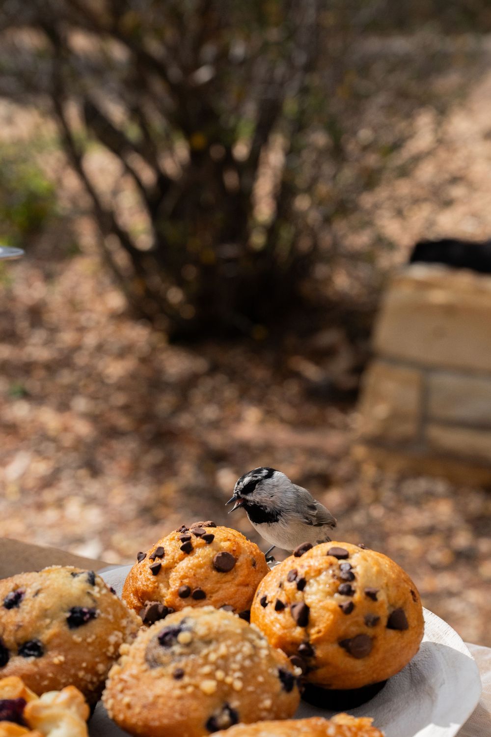 A small bird perched on chocolate chip muffins on a plate outdoors with a blurred natural background.