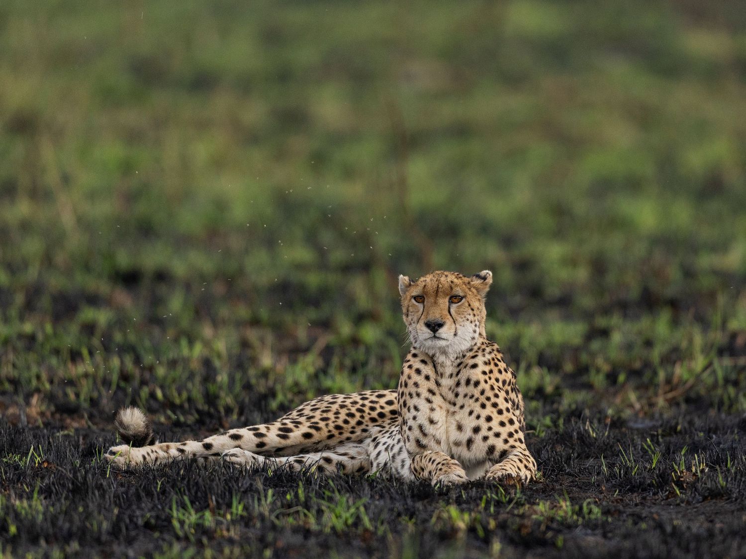 nashipae,cheetah